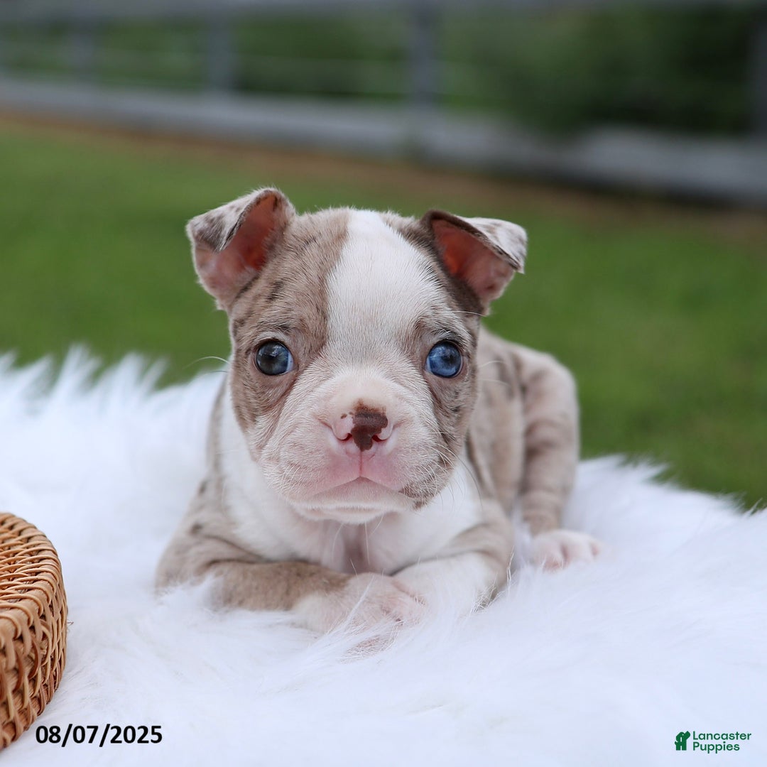 Boston Terrier dogs for sale: Daisy - Image 1