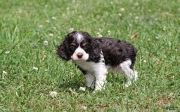 Cocker Spaniel dogs for sale: Jay - Image 3