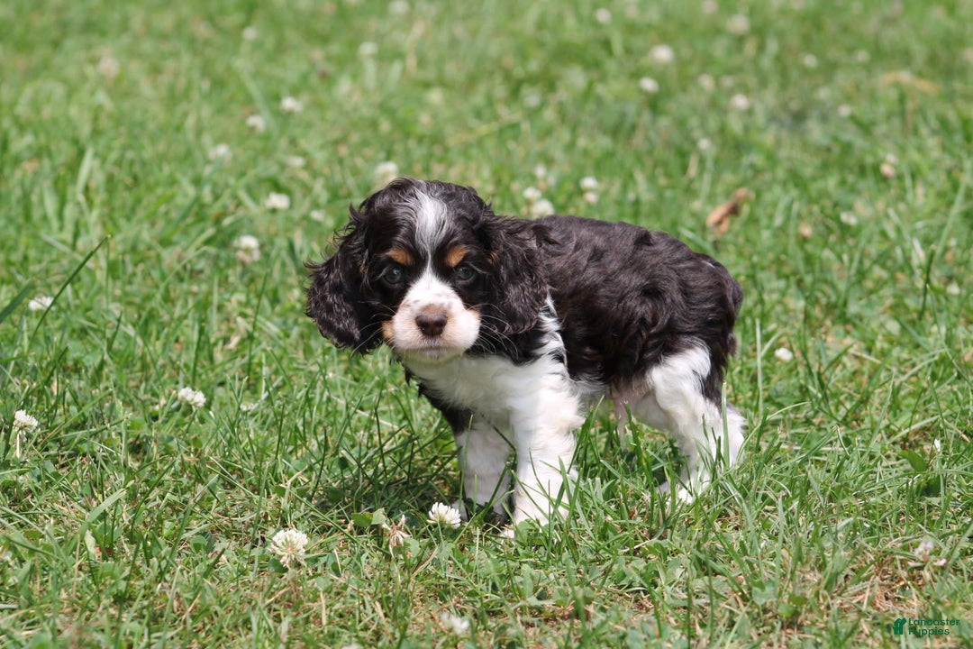 Cocker Spaniel dogs for sale: Jay - Image 3