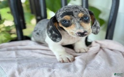 Miniature Dachshund dogs for sale: Bentley - Image 6