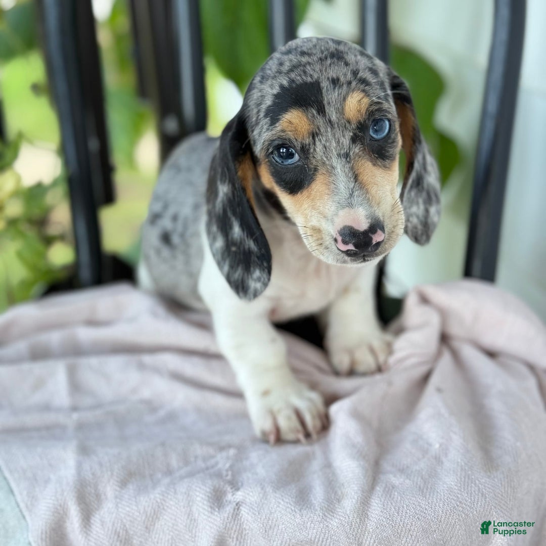 Miniature Dachshund dogs for sale: Bentley - Image 6