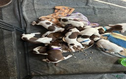German Shorthaired Pointer dogs for sale: Yellow - Image 2