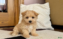 Maltipoo dogs for sale: Jerry - Image 9