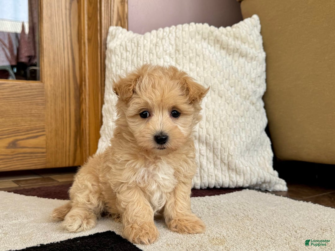 Maltipoo dogs for sale: Jerry - Image 9