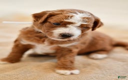 Goldendoodle dogs for sale: Rocky - Image 5
