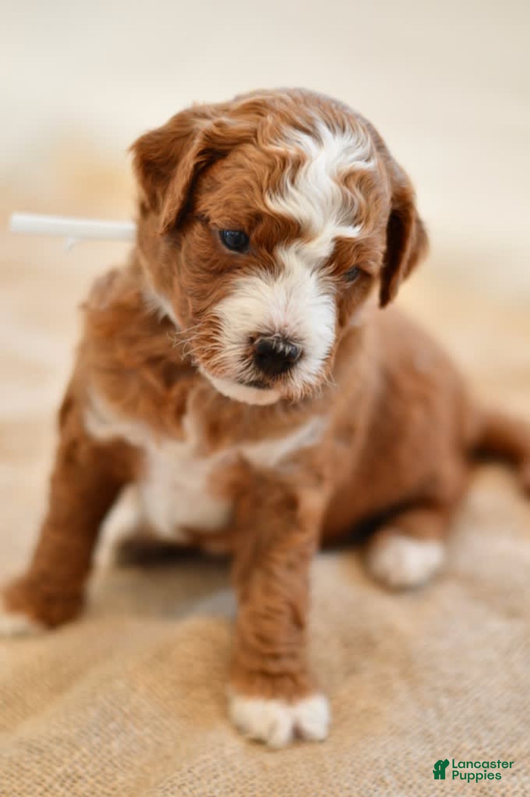 Goldendoodle dogs for sale: Rocky - Image 5