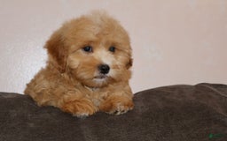 Shihpoo dogs for sale: Craig - Image 2
