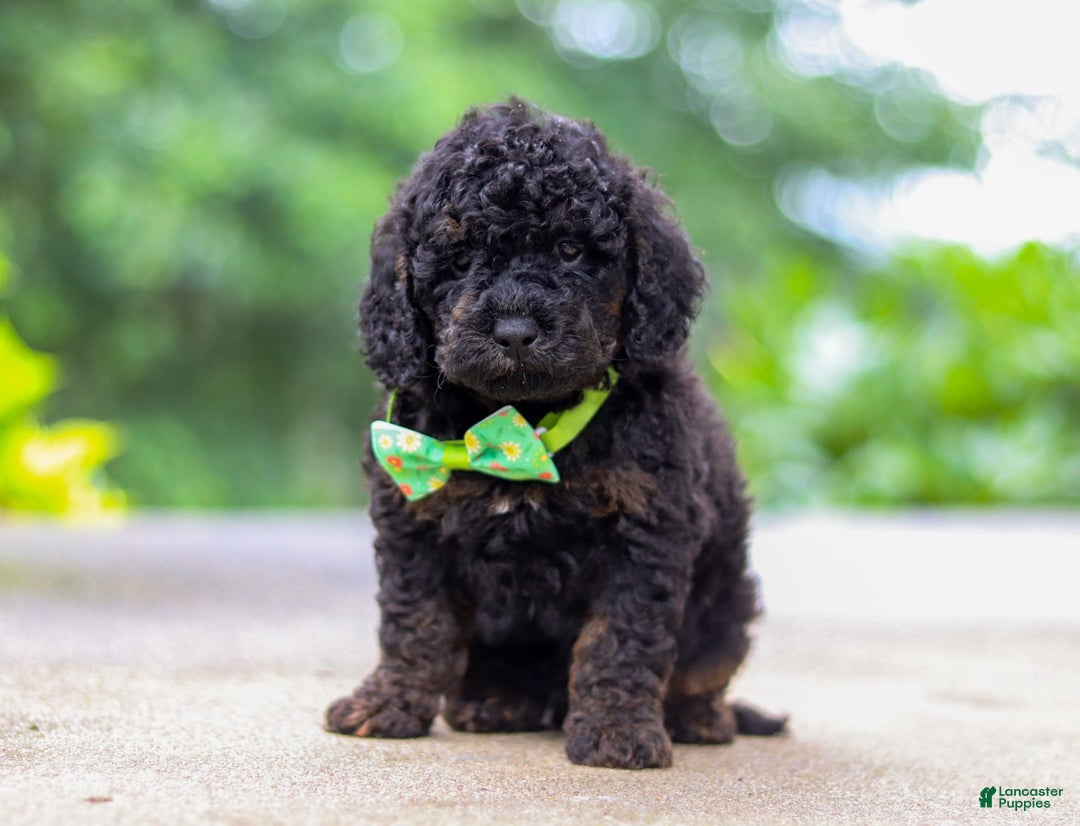Cockapoo dogs for sale: Midnight - Image 5