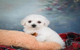 Bichon Frise dogs for sale: Sophia - Image 2