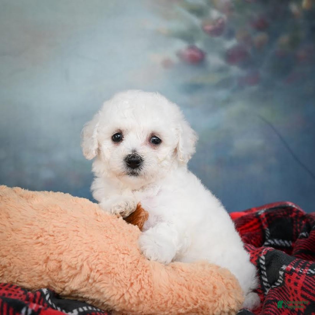Bichon Frise dogs for sale: Sophia - Image 2