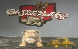 English Bulldog dogs for sale: Sky - Image 4