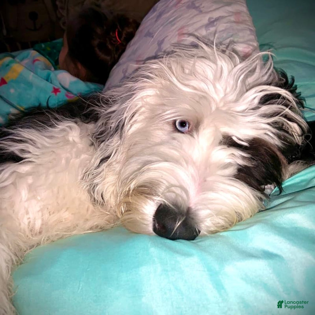 Sheepadoodle dogs for sale: Cadbury - Image 9