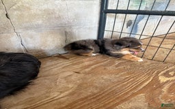  dogs for sale: Toy Australian Shepherd 2 puppies - Image 4