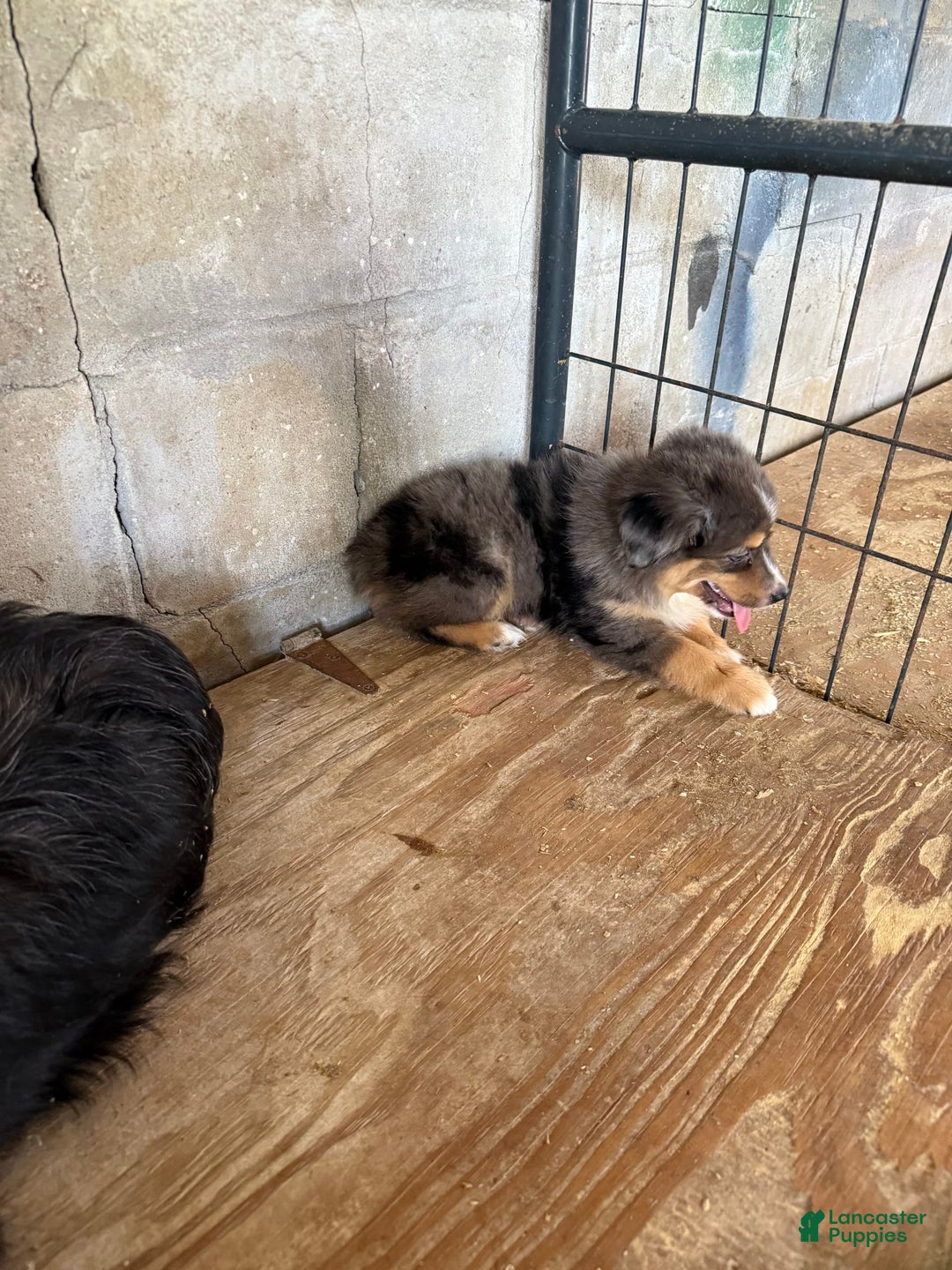  dogs for sale: Toy Australian Shepherd 2 puppies - Image 4