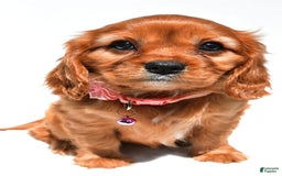 Cavalier King Charles Spaniel dogs for sale: Peggy - Image 5