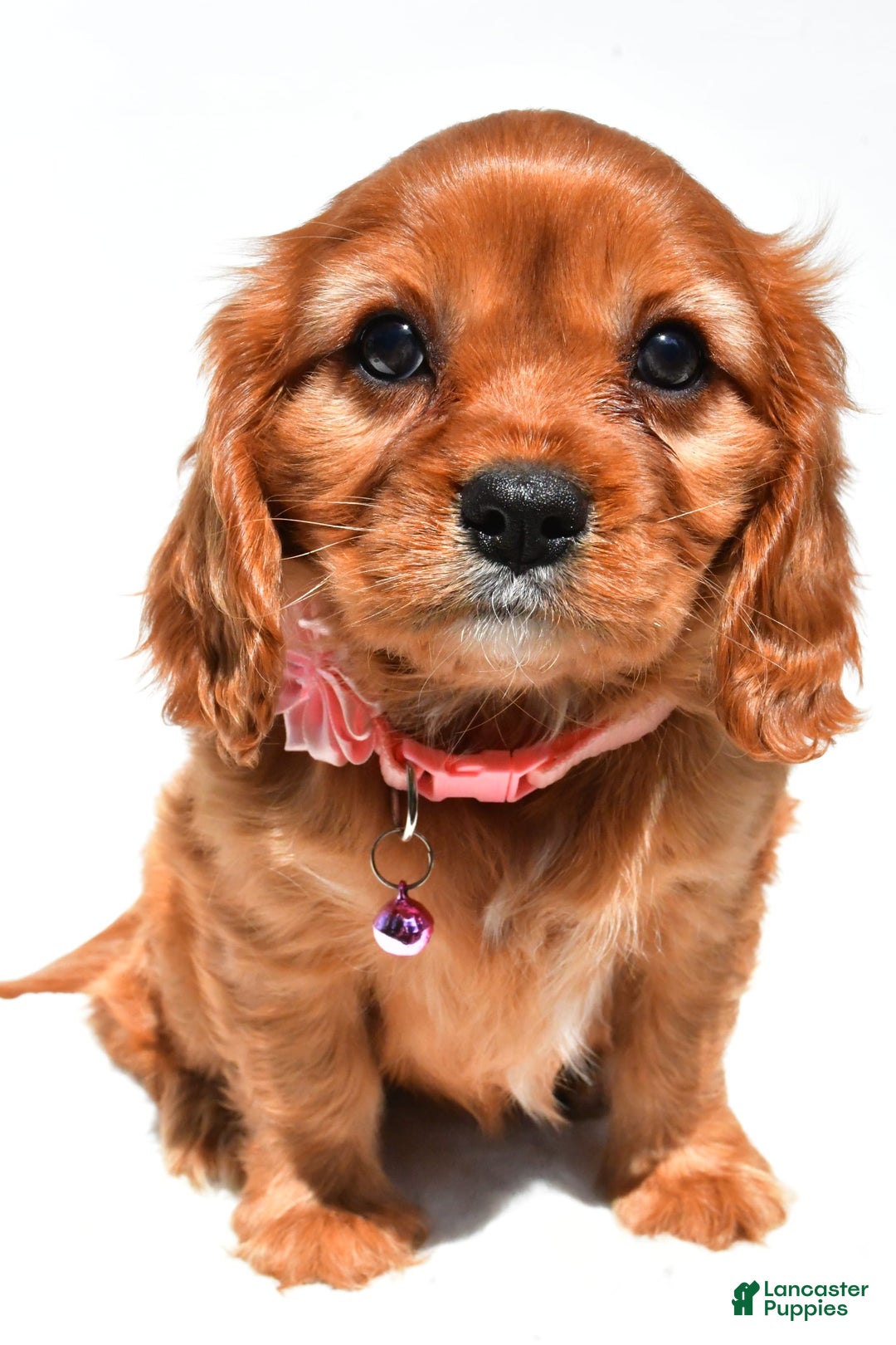 Cavalier King Charles Spaniel dogs for sale: Peggy - Image 5