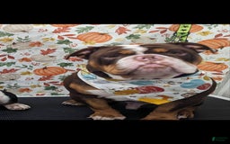 Olde English Bulldogge dogs for sale: Mien - Image 10