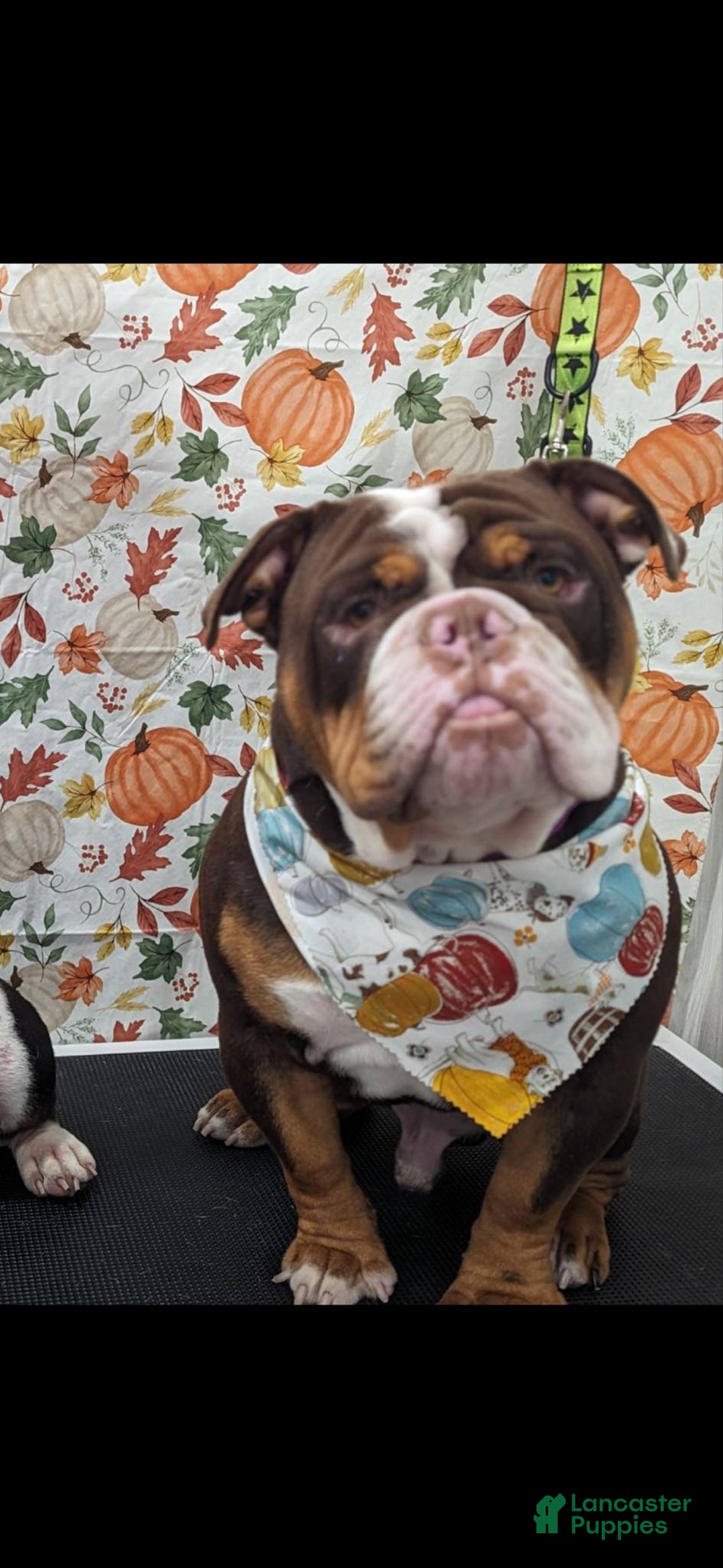 Olde English Bulldogge dogs for sale: Mien - Image 10