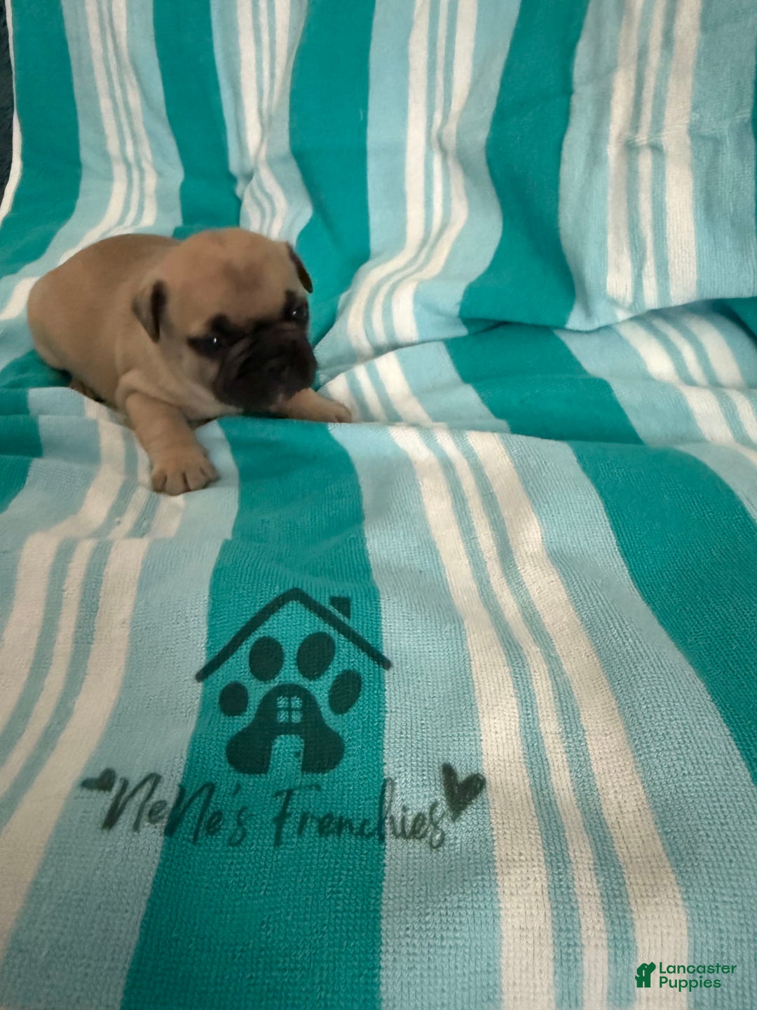 French Bulldog dogs for sale: Akc Fawn Black Mask - Image 15