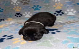 Great Dane dogs for sale: Grey - Image 2