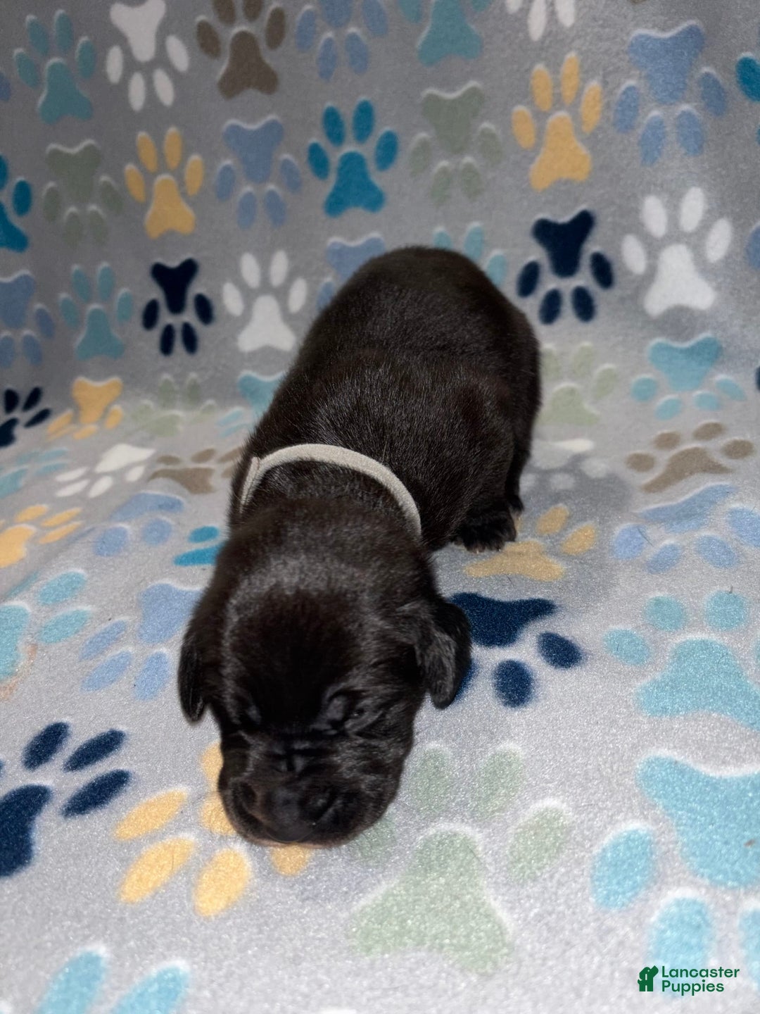 Great Dane dogs for sale: Grey - Image 2