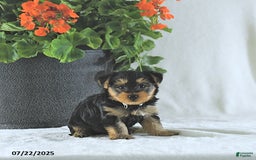 Yorkshire Terrier dogs for sale: King - Image 1