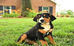 Greater Swiss Mountain Dog dogs for sale: Cheyenne - Image 13