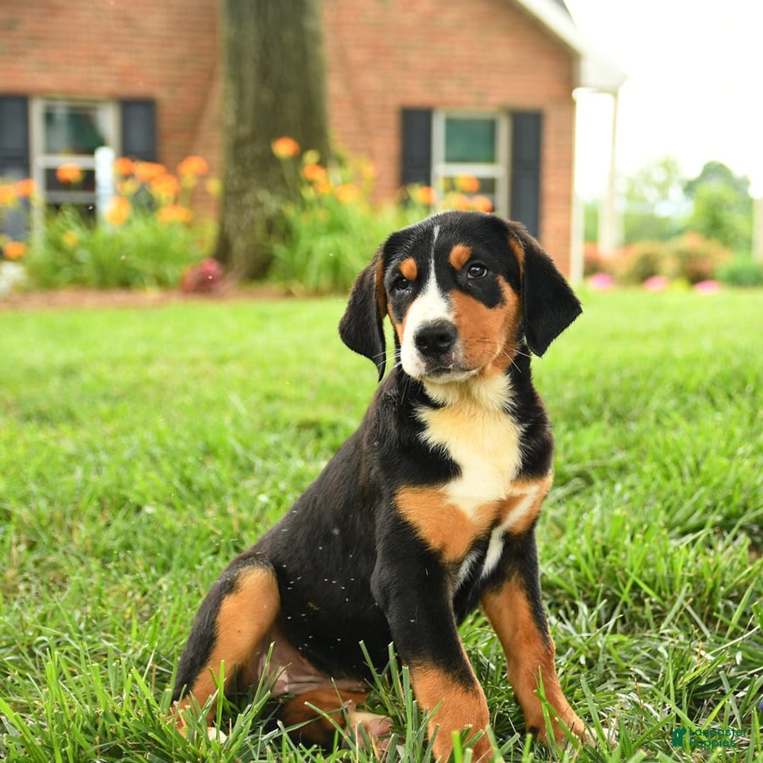 Greater Swiss Mountain Dog dogs for sale: Cheyenne - Image 13