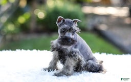 Miniature Schnauzer dogs for sale: Bentley - Image 4