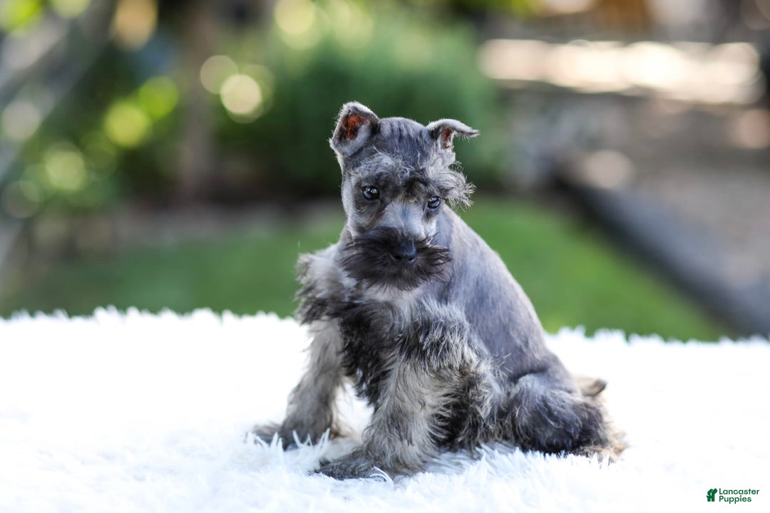 Miniature Schnauzer dogs for sale: Bentley - Image 4