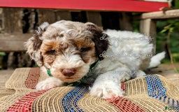 Mini Aussiedoodle dogs for sale: Pine - Image 1