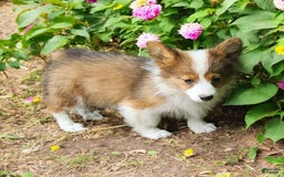 Welsh Corgi Pembroke dogs for sale: Teeka Fluffy - Image 9