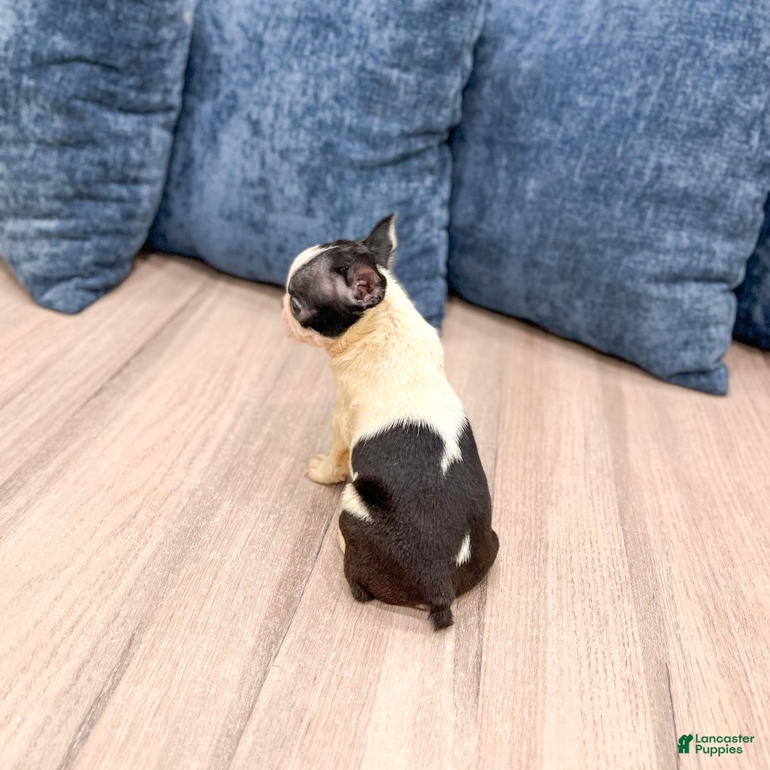 Boston Terrier dogs for sale: Annie - Image 5