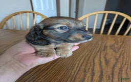 Miniature Dachshund dogs for sale: Todd - Image 2