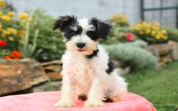 Miniature Schnauzer dogs for sale: Valley - Image 2