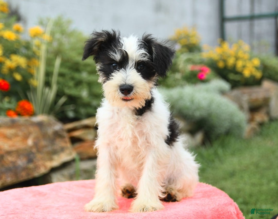Miniature Schnauzer dogs for sale: Valley - Image 2