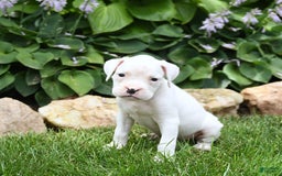 Boxer dogs for sale: Diamond - Image 3