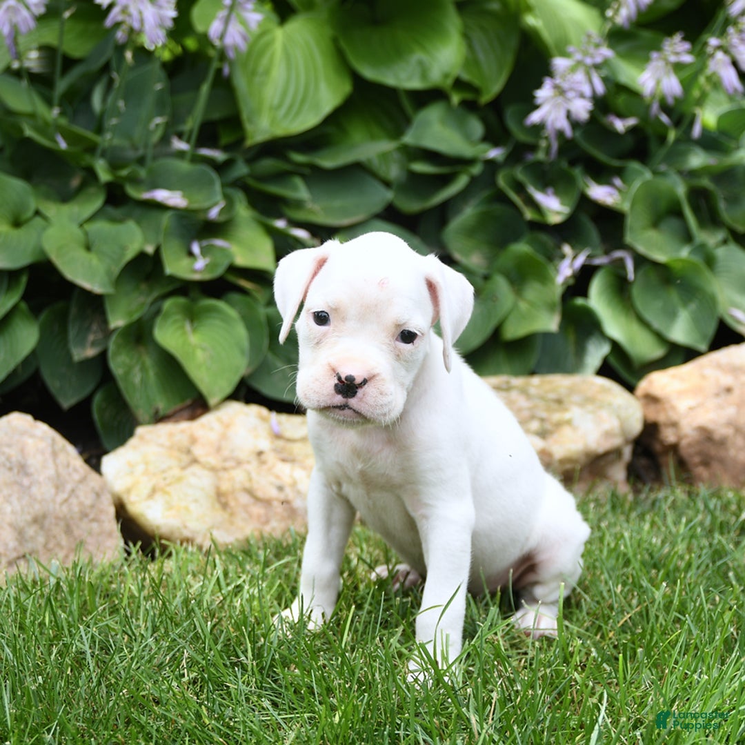 Boxer dogs for sale: Diamond - Image 3