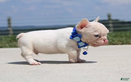 French Bulldog dogs for sale: Mitch - Image 1