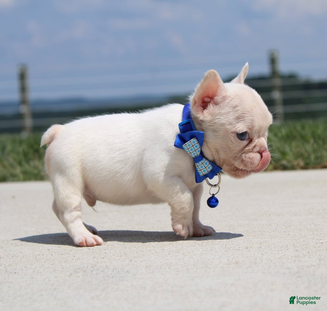 French Bulldog dogs for sale: Mitch - Image 1