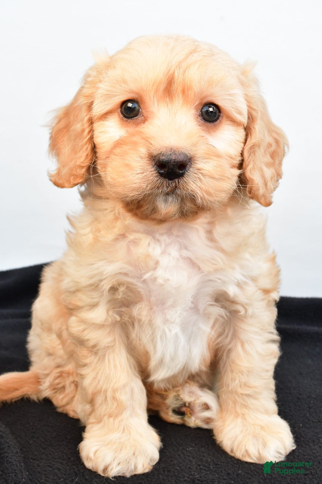 Cavapoo dogs for sale: Rolo - Image 3