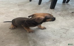 South African Boerboels dogs for sale: Luna - Image 12