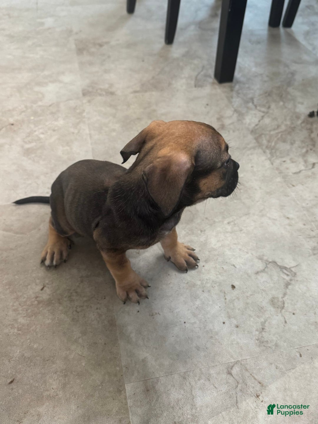 South African Boerboels dogs for sale: Luna - Image 12