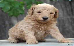 Standard Poodle dogs for sale: Bristol Moyen - Image 8