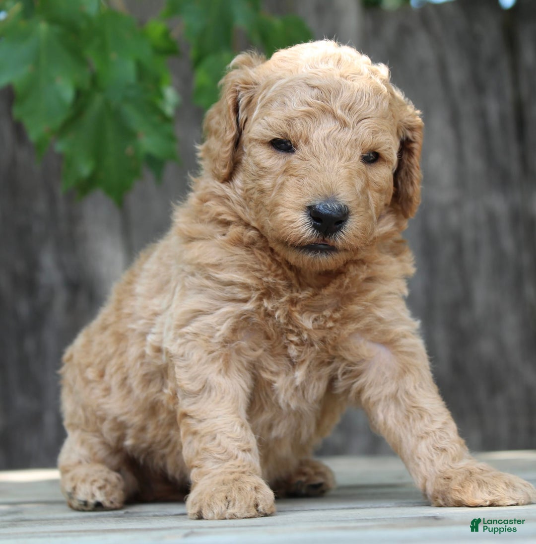 Standard Poodle dogs for sale: Bristol Moyen - Image 8