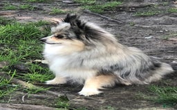 Pomeranian dogs for sale: Akc Madison - Listing for pets: Akc Madison - Image 5
