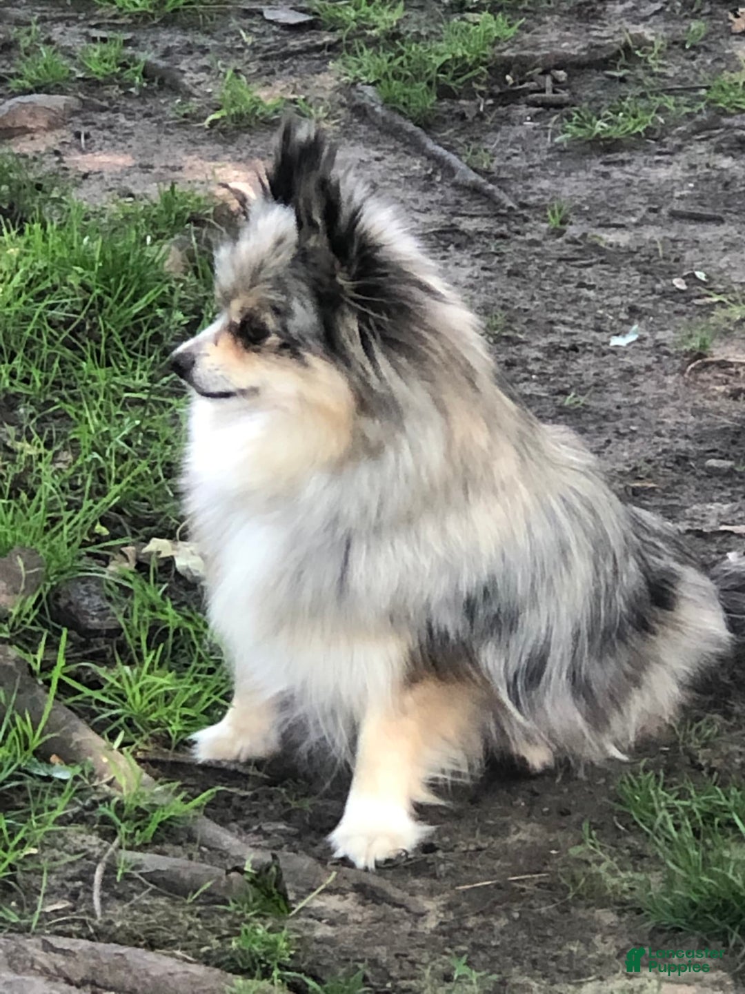 Pomeranian dogs for sale: Akc Madison - Listing for pets: Akc Madison - Image 5