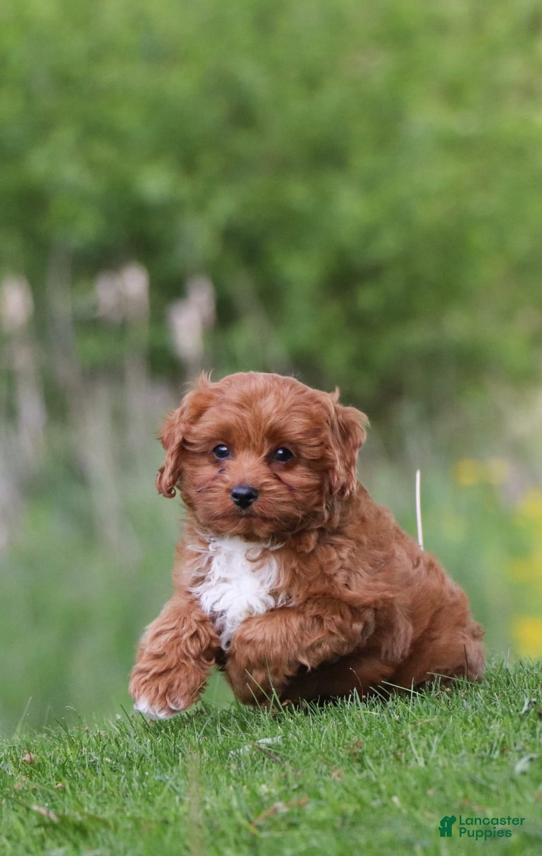 Cavapoo dogs for sale: Dora - Image 6