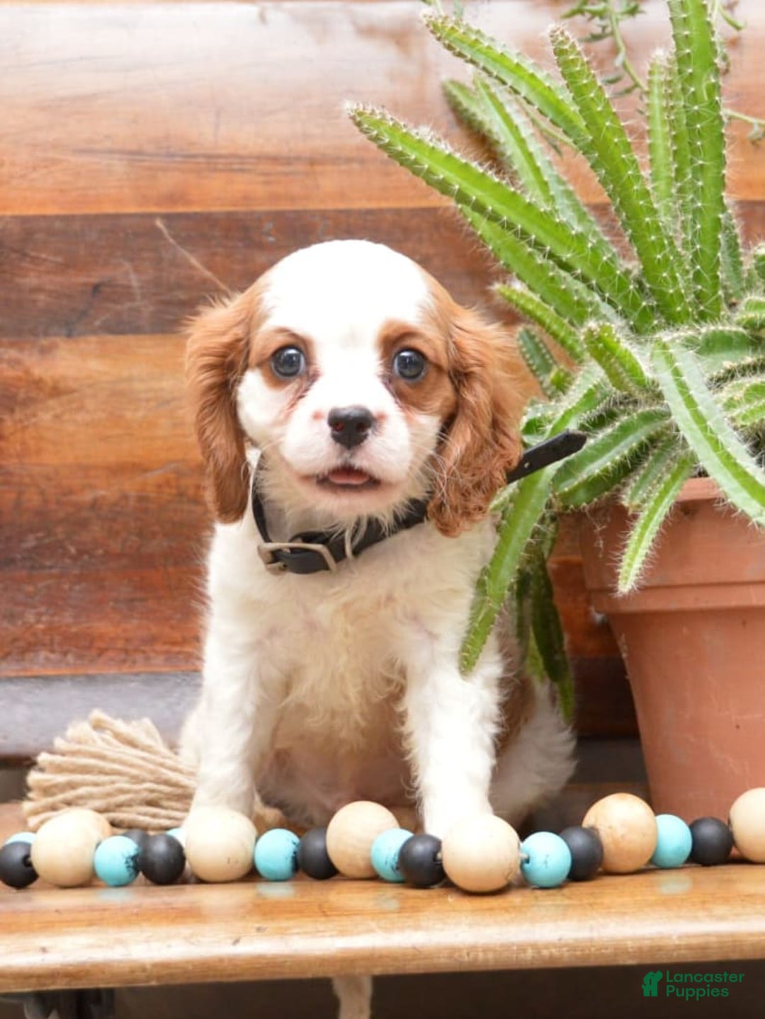Cavalier King Charles Spaniel dogs for sale: Diamond - Image 4
