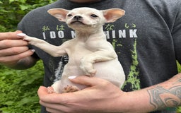 Chihuahua dogs for sale: Bianca - Image 7